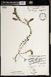 Elodea canadensis image