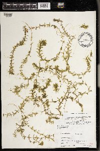 Elodea canadensis image