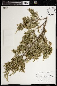 Juniperus virginiana image