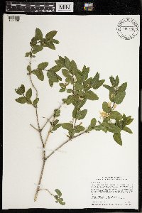 Lonicera morrowii image