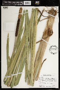 Typha angustifolia image