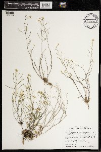 Arabidopsis lyrata image