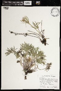 Anemone patens image