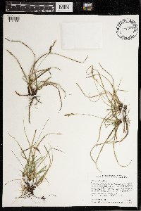 Carex richardsonii image