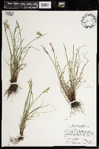 Sisyrinchium campestre image