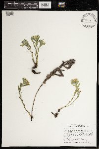 Lithospermum canescens image