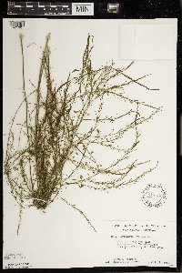 Asparagus officinalis image