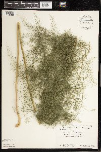 Asparagus officinalis image