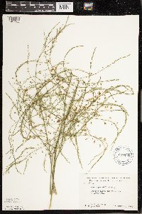 Asparagus officinalis image