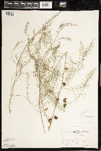 Asparagus officinalis image