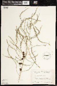 Asparagus officinalis image