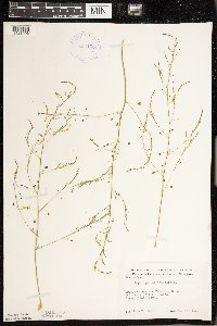 Asparagus officinalis image