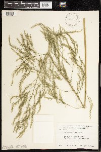 Asparagus officinalis image