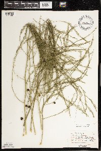 Asparagus officinalis image