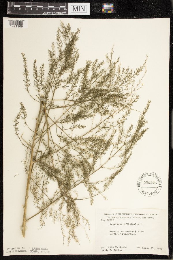 Asparagus officinalis image