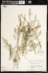 Asparagus officinalis image