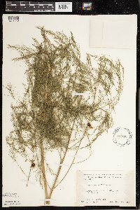 Asparagus officinalis image