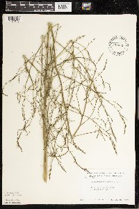 Asparagus officinalis image