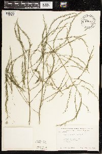 Asparagus officinalis image