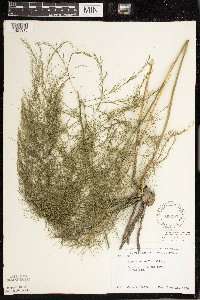 Asparagus officinalis image