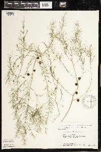 Asparagus officinalis image