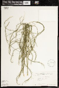 Asparagus officinalis image