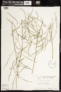 Asparagus officinalis image