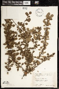 Berberis thunbergii image