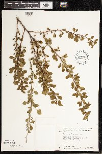 Berberis thunbergii image