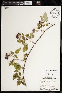 Rubus occidentalis image