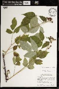 Rubus occidentalis image