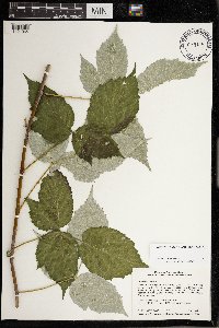 Rubus occidentalis image