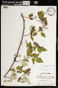 Rubus occidentalis image