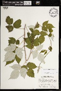 Rubus occidentalis image