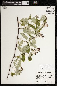Rubus occidentalis image