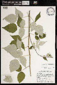Rubus occidentalis image