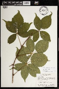 Image Associated With the Occurrence