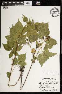 Image Associated With the Occurrence