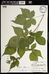 Image Associated With the Occurrence