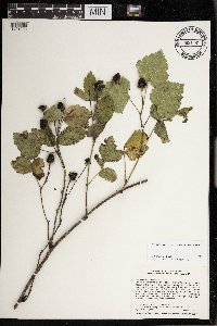 Rubus roribaccus image