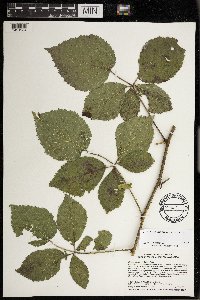 Rubus roribaccus image