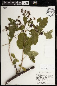Rubus rosa image