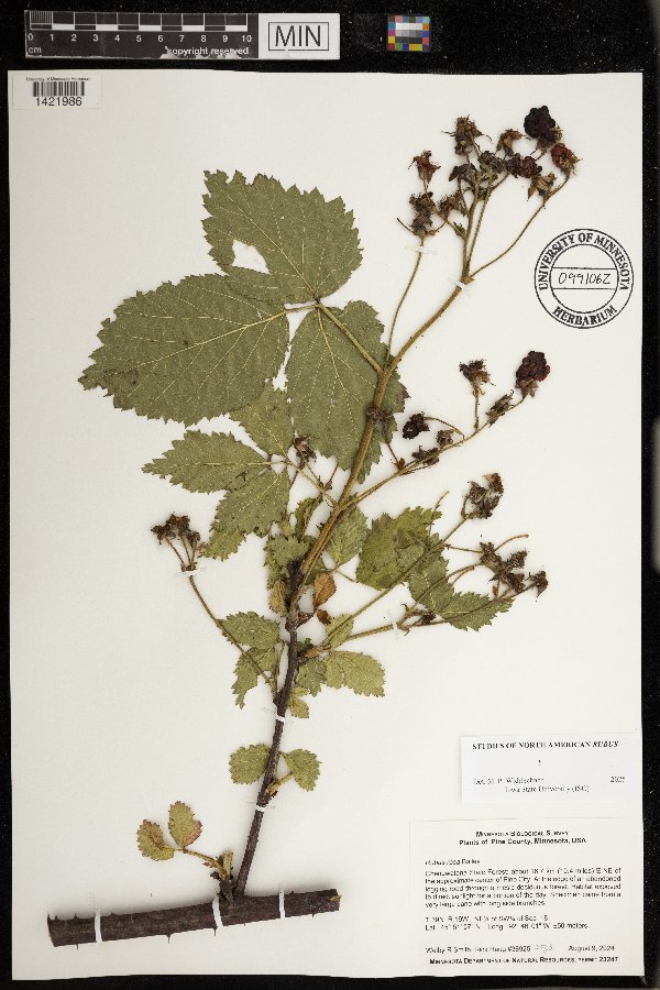 Rubus rosa image