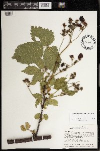 Rubus rosa image