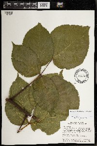 Rubus rosa image