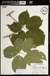 Rubus rosa image
