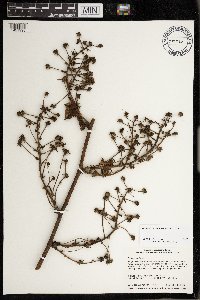 Rubus rosa image