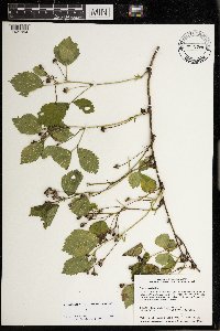 Rubus satis image