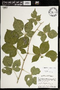 Rubus satis image