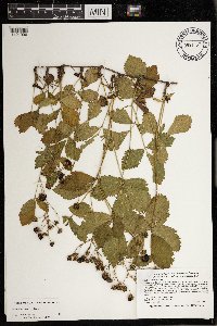 Rubus dissensus image